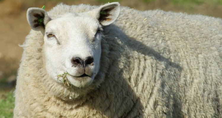 Schapenboerderij De Waddel schaap