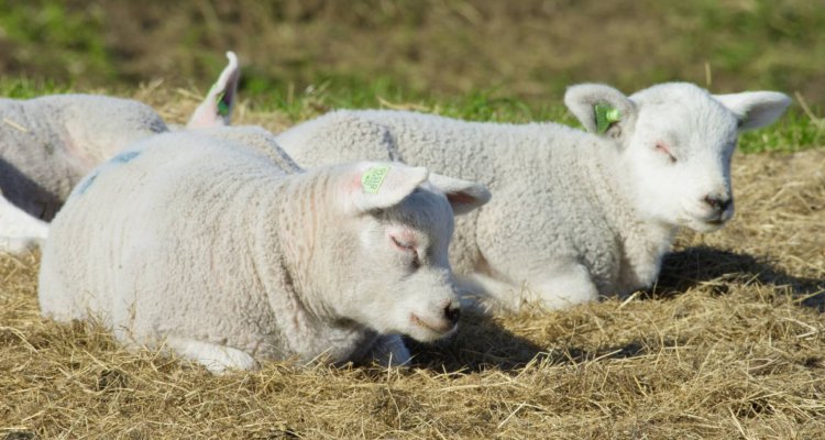 Schapenboerderij De Waddel lammetjes