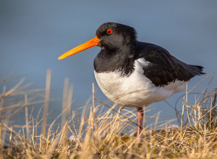 Eurasian Oystercatcher (Haematopus ostralegus) wader bird fisher of fish and shellfish with nesting places near the Waddenzee Natura 2000  nature reserve for seabirds Netherlands