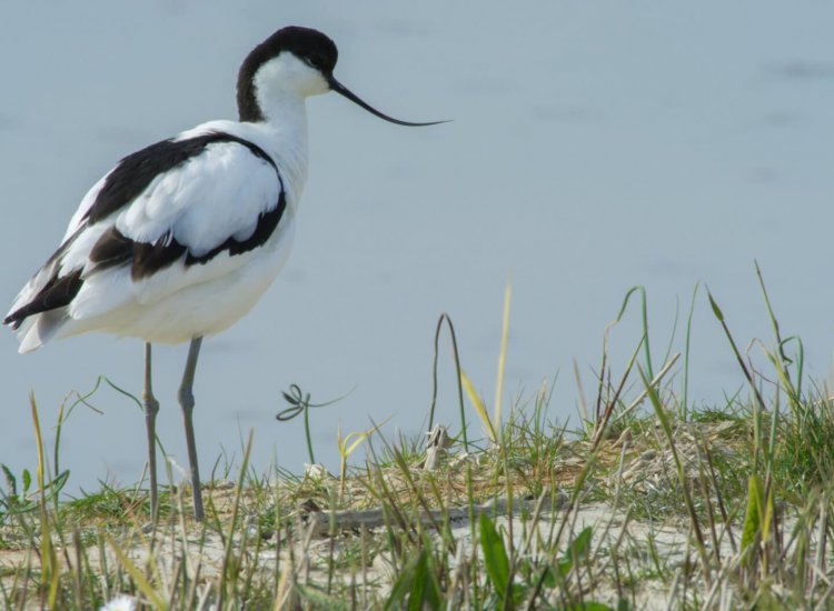 Bijzonder flora en fauna in natuurgebied Wagejot