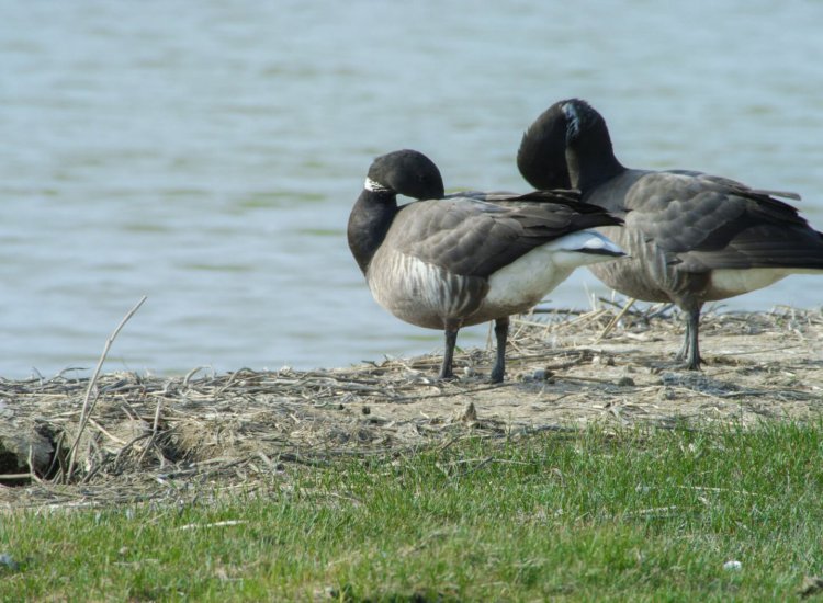 Vogels kijken in natuurgebied Wagejot