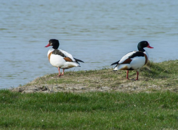 Ook Wagejot is een vogelgebied